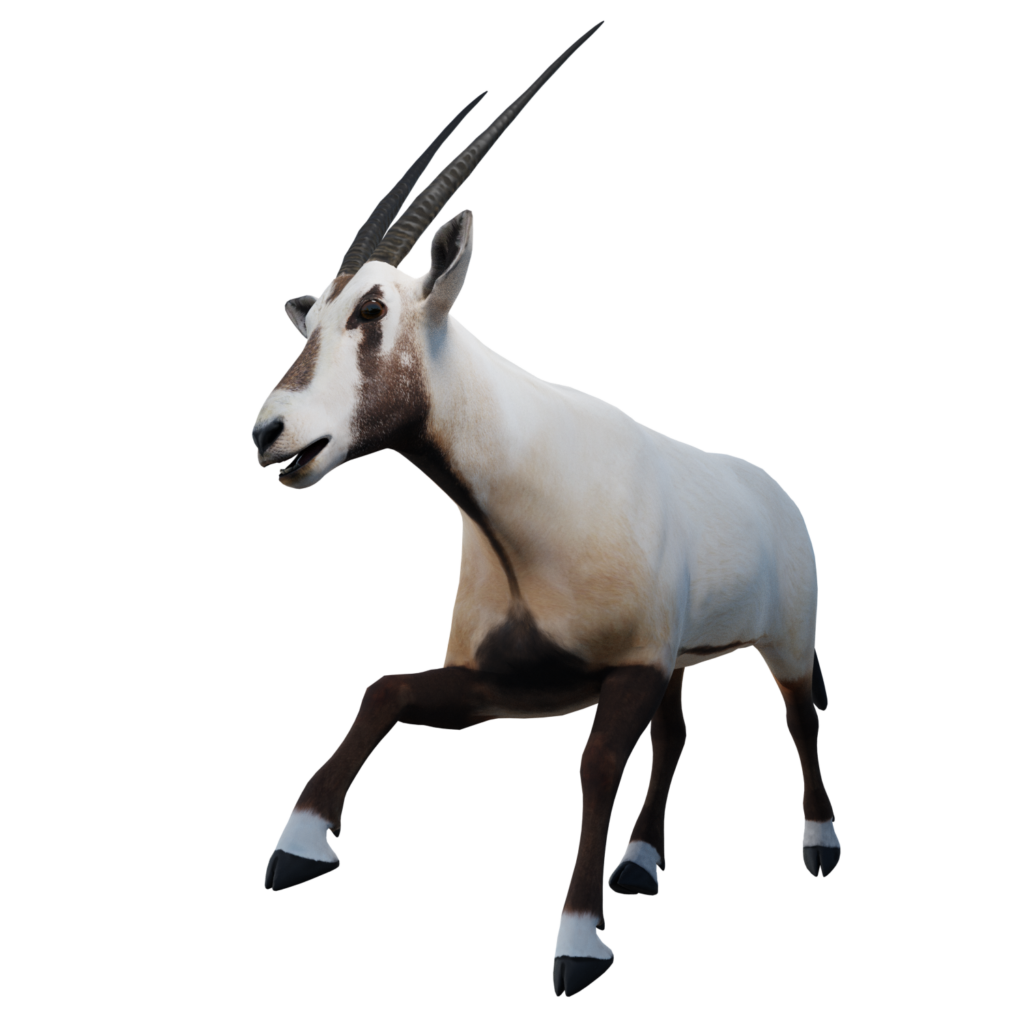 TEFFA Arabian Oryx Meta Carbon